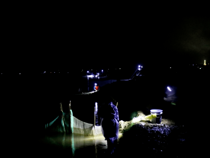 Hình ảnh về chả rươi